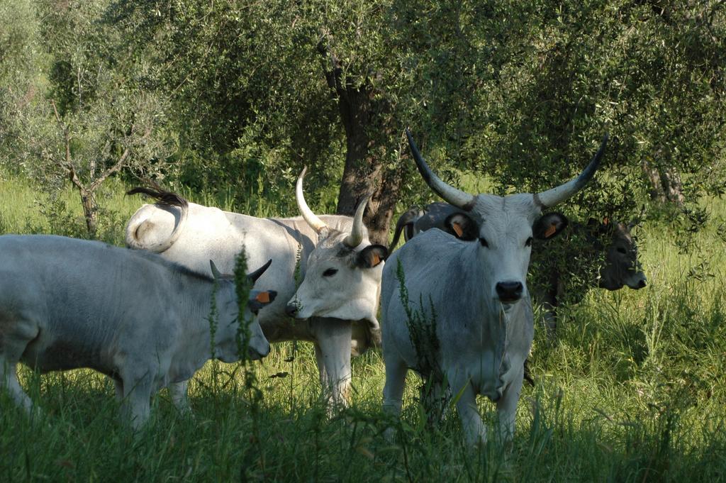 Agriturismo Bio Le Macchie Alte Manciano Extérieur photo
